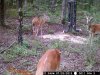Paden Game Cams 455.jpg