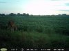 Buck (10).jpg