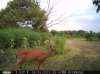 Doe and Fawn (3).jpg