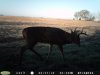 Buck (1).jpg