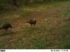 turkeys 8-09.jpg