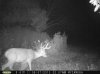 Buck (9).jpg