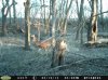 Buck (7).jpg
