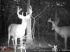 Trail Camera 2013 2051.jpg