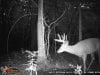 Trail Camera 2013 2054.jpg