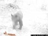 DK DEER and BEAR 2013 season30.jpg