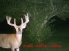 trailcam#1.2013 068.jpg