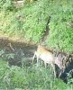 Baby Buck.jpg
