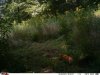 daytime fox.jpg