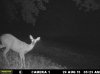 Doe (97).jpg