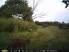Doe (98).jpg