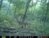 trailcam 009.jpg