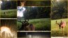 Buck Collage.jpg