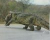 gator[1].jpg
