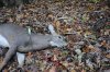 DSC_0066.jpg