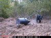 Bearat83a.jpg