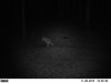Last maple 12 045.jpg