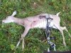 deer2.jpg