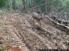 Trail Cam Pics 1 1090.jpg
