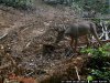 Trail Cam Pics 1 1076.jpg