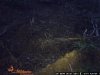 Trail Cam Pics 1 1084.jpg