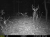 bigbuck1.jpg