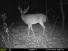 bigbuck2.jpg
