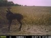 Buck (28).jpg