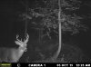 Buck (29).jpg