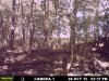 Buck (30).JPG