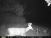 Buck (31).jpg