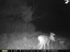 Buck (32).jpg