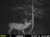 Buck (33).jpg