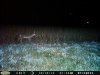 Coyote (11).jpg