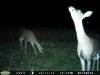 Doe (119).jpg