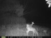 Doe (120).jpg