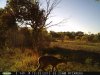 Fawn (11).jpg