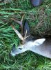 deer_2.jpg