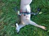 deer_4.jpg