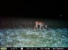 Doe (124).jpg