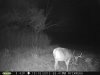Buck (37).jpg