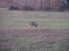 Great hunt 11-7-12 008.jpg