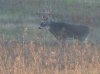 Great hunt 11-7-12 005.jpg