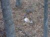 pistol buck 2011 001.jpg