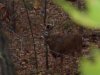 9 point bow & others 10-26-11 006.jpg