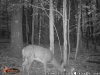 DeerCamwoods 007.jpg