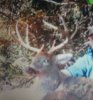 BBuck.jpg