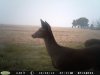 Doe (127).jpg
