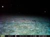 Raccoon (7).jpg
