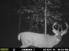 Buck (47).jpg